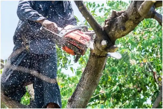 tree services Stouchsburg